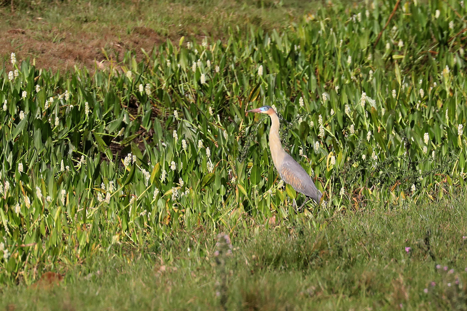 image Whistling Heron